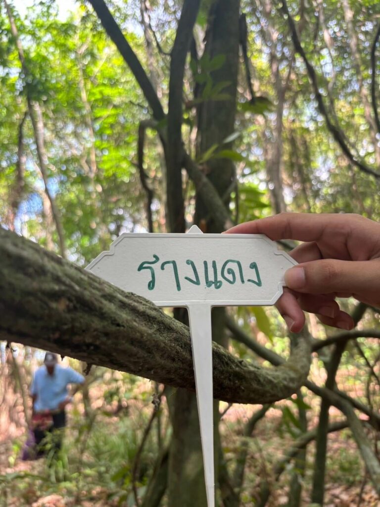 รางแดง